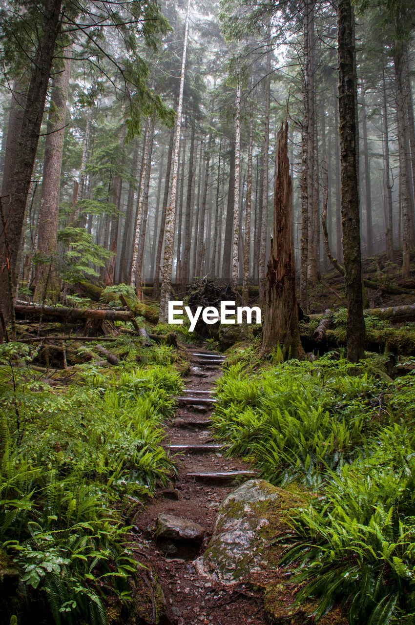 Footpath amidst trees in forest