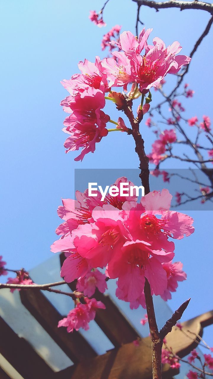 LOW ANGLE VIEW OF PINK CHERRY BLOSSOMS AGAINST SKY