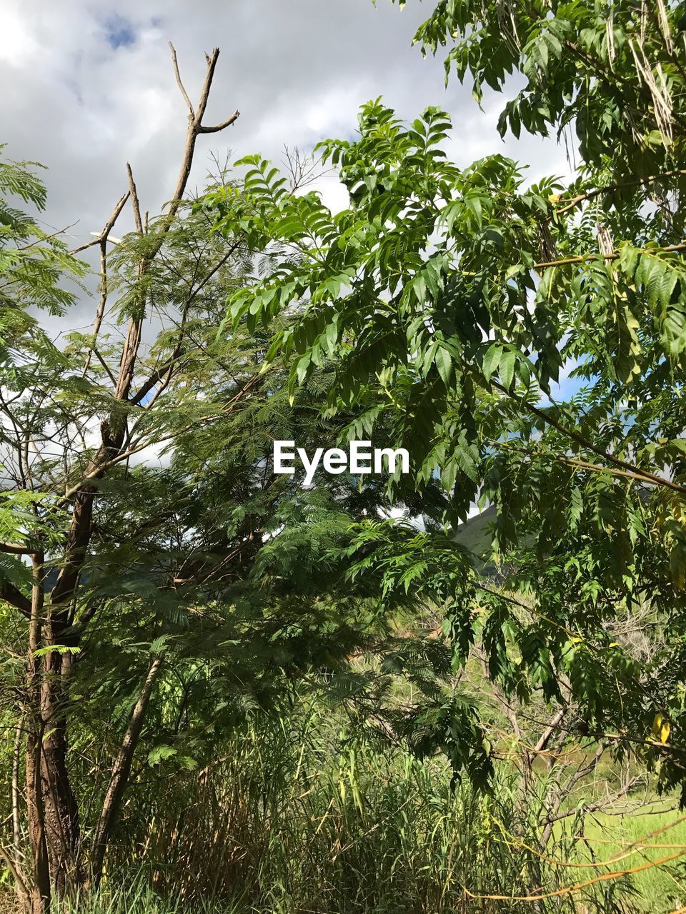 LOW ANGLE VIEW OF TREE BRANCHES AGAINST SKY