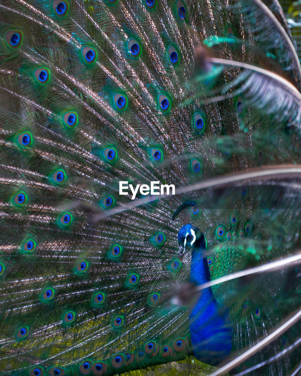 Closed up shot of peacock