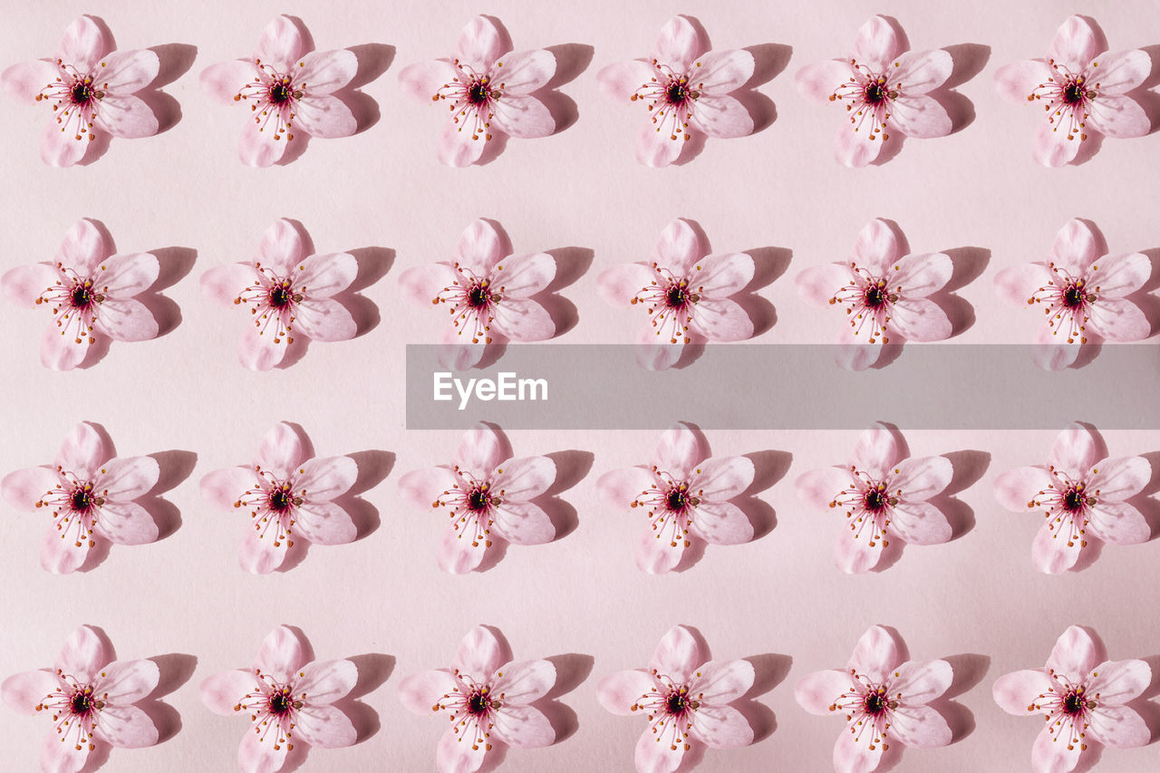 Flowers pattern. blossoms spring blooming pattern on pink background