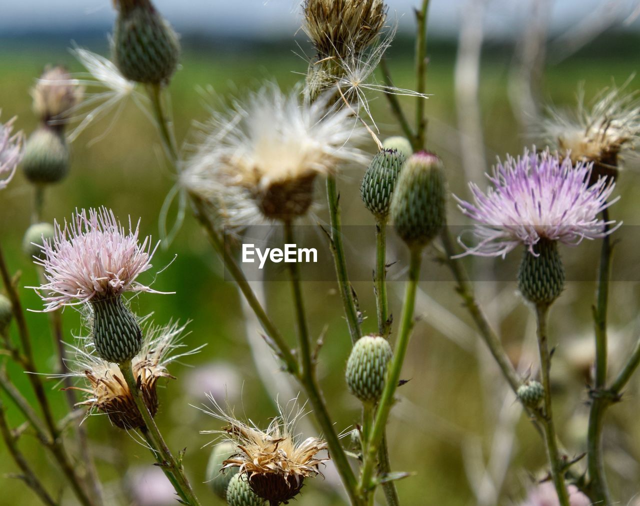 flower, plant, flowering plant, thistle, beauty in nature, nature, freshness, close-up, growth, focus on foreground, no people, macro photography, fragility, wildflower, flower head, inflorescence, outdoors, prairie, day, environment, food, botany, land, food and drink, springtime, purple, thorn, blossom, selective focus