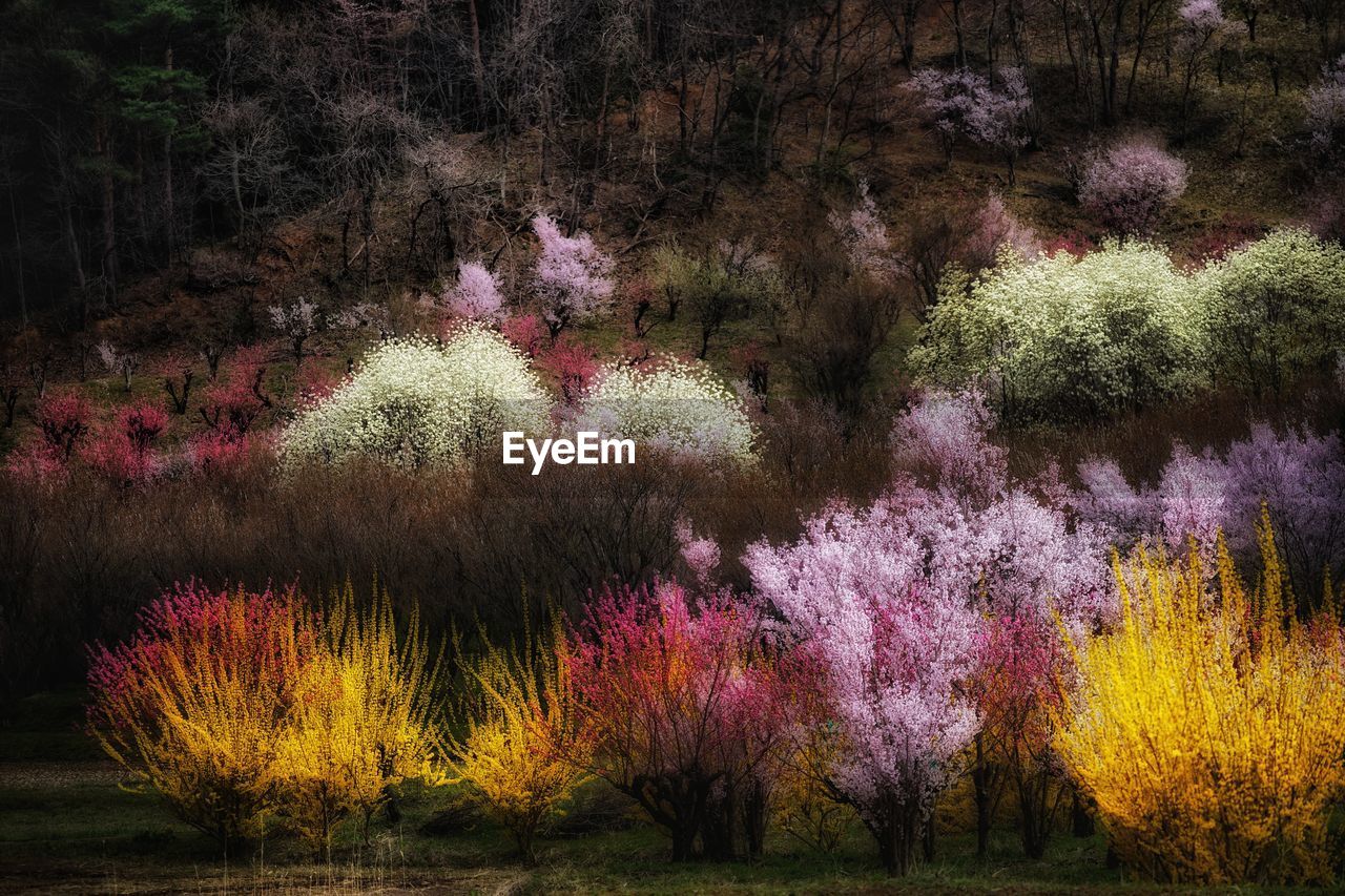 VIEW OF FLOWERS IN TREE