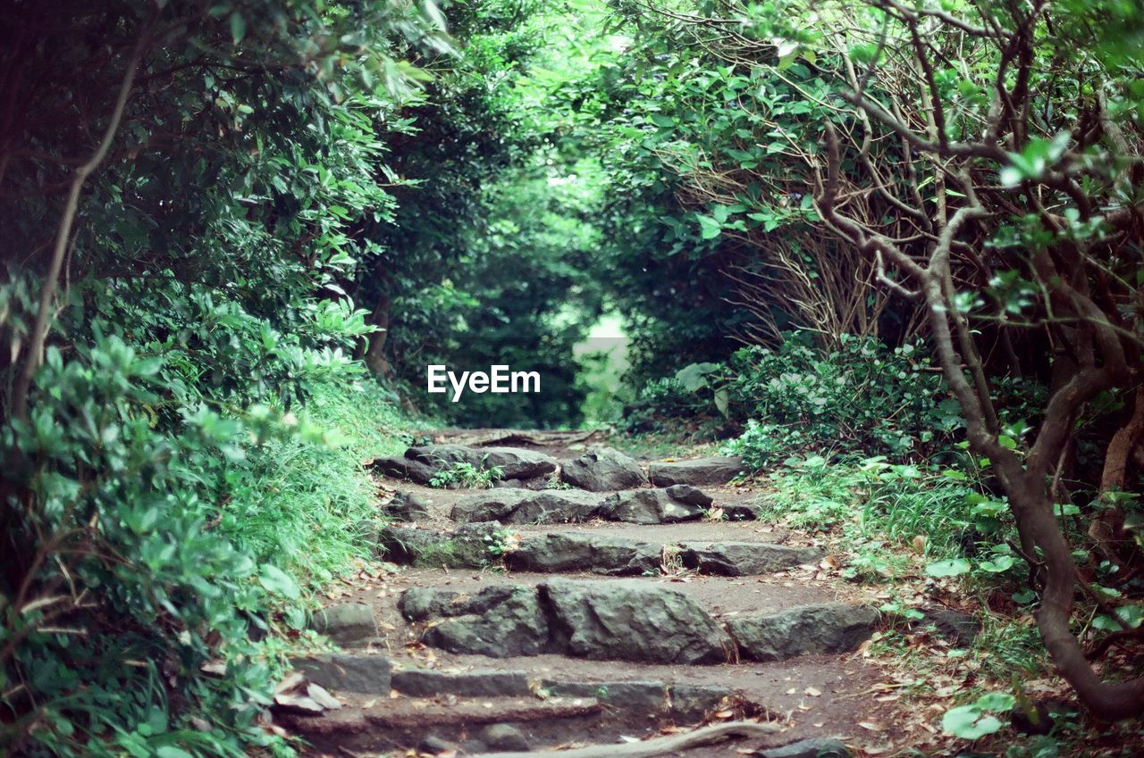 Narrow stairs along trees