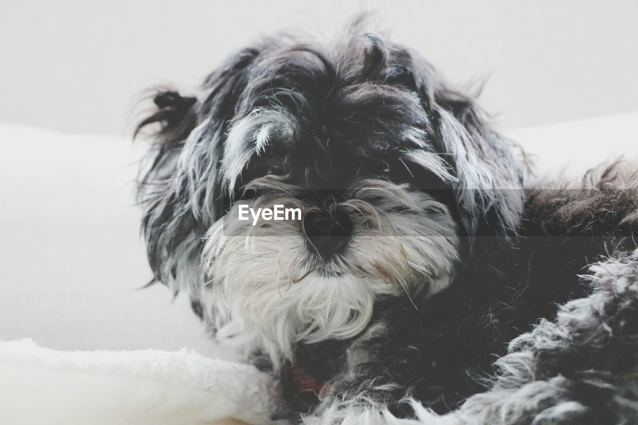 Close-up portrait of hairy dog relaxing