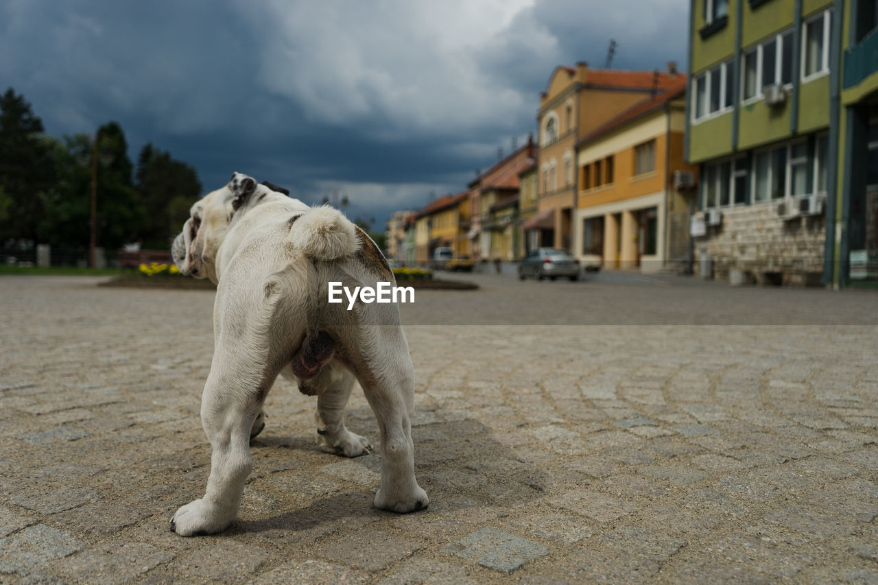 DOG STANDING ON STREET AGAINST BUILDINGS