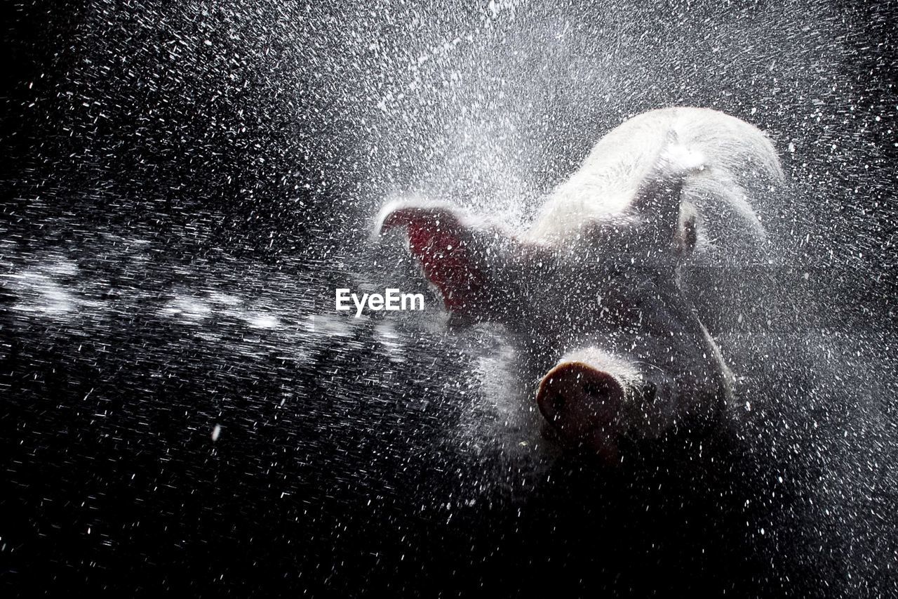 Water splashing on pig against black background