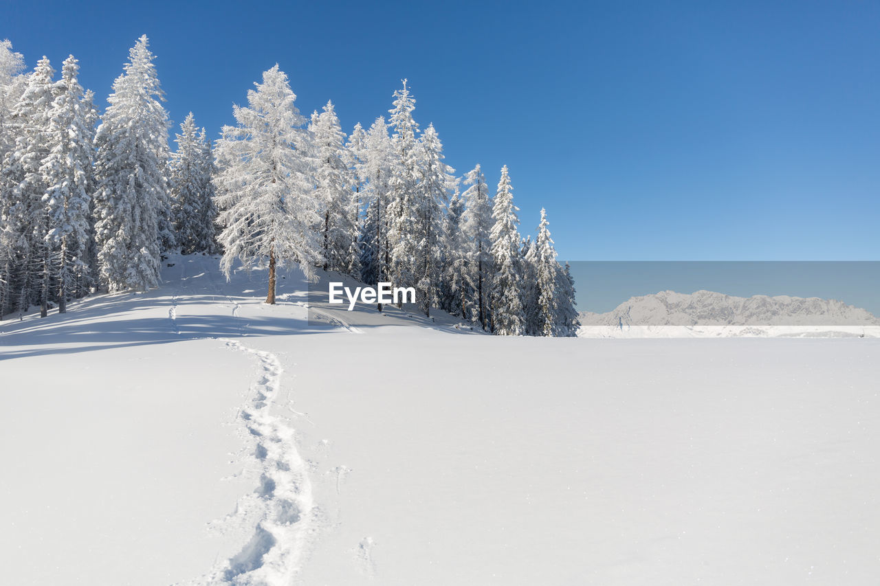 Winter nature landscape with snow covered fir trees and footprints on mountain hill