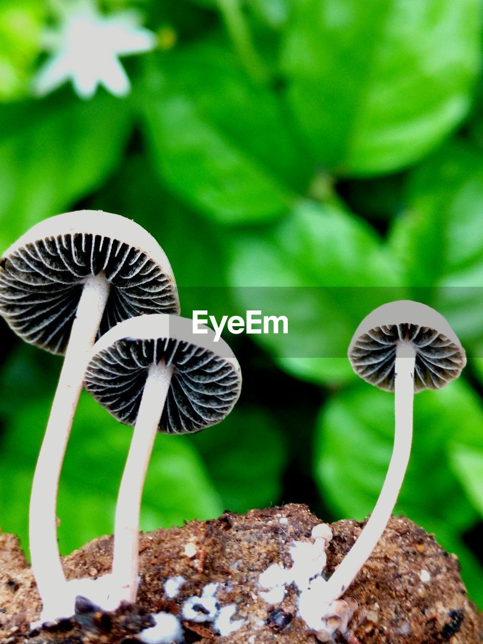 Close-up of white mushrooms growing outdoors