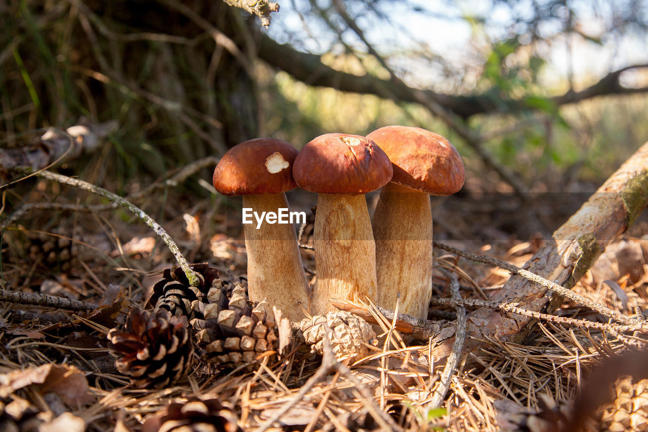close-up of mushrooms growing on field