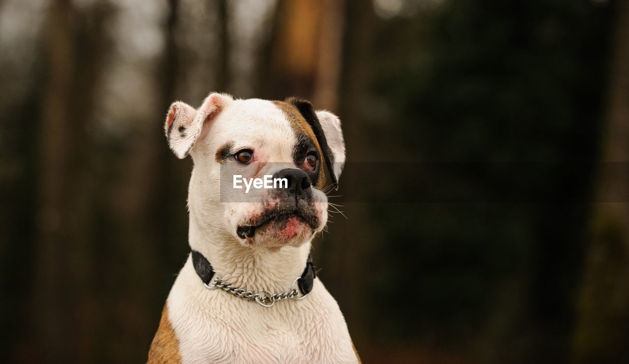 Close-up portrait of dog