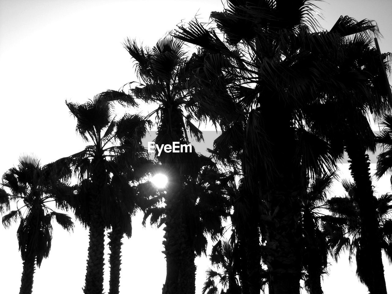 LOW ANGLE VIEW OF PALM TREES AGAINST SKY