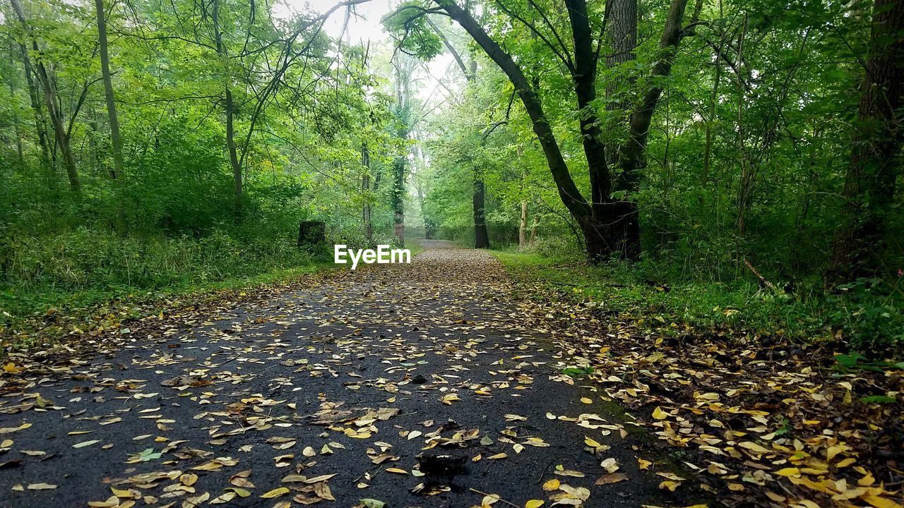 Road amidst trees during autumn