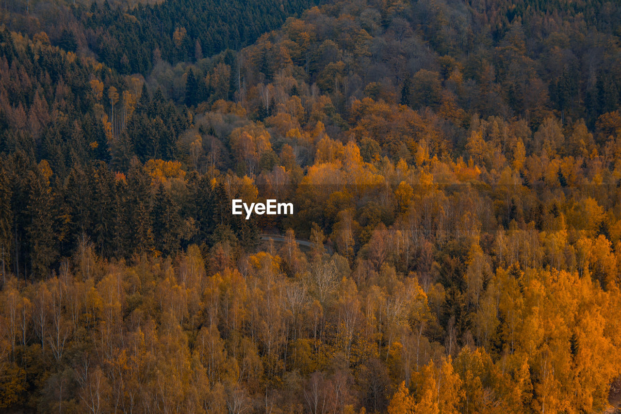 VIEW OF PINE TREES IN FOREST DURING AUTUMN