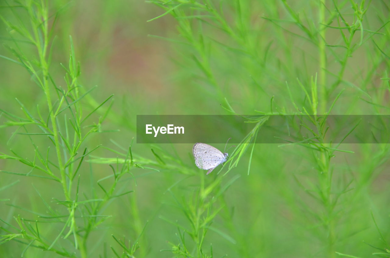 Close-up of butterfly on plant