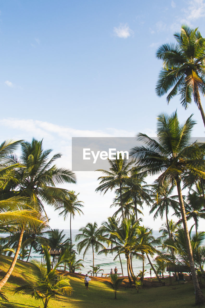 PALM TREES AGAINST SKY