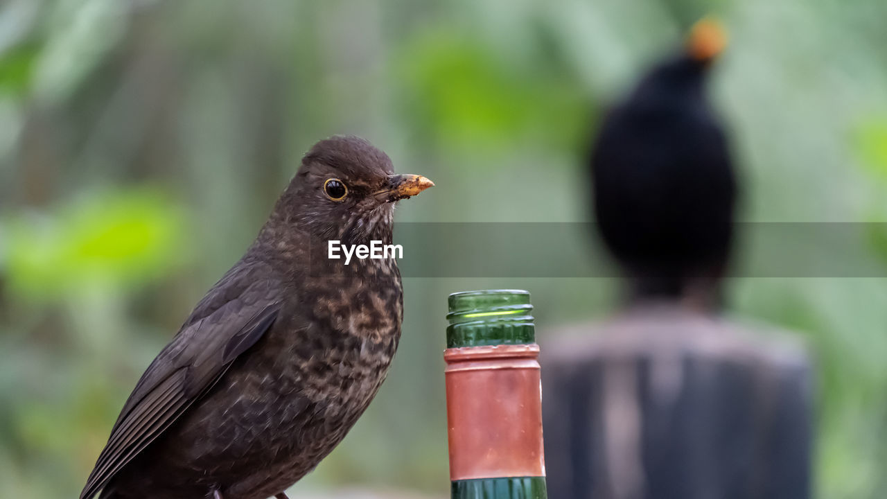 Close-up of bird perching on rock