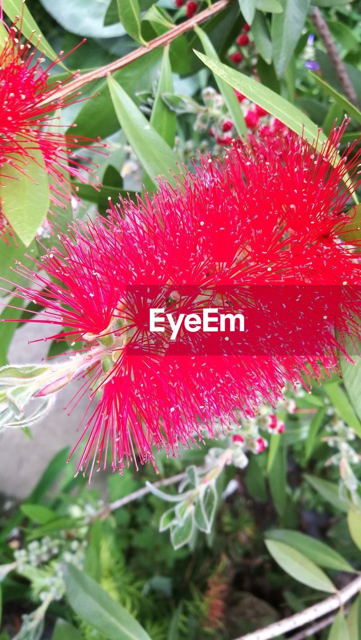 CLOSE-UP OF RED FLOWER GROWING OUTDOORS