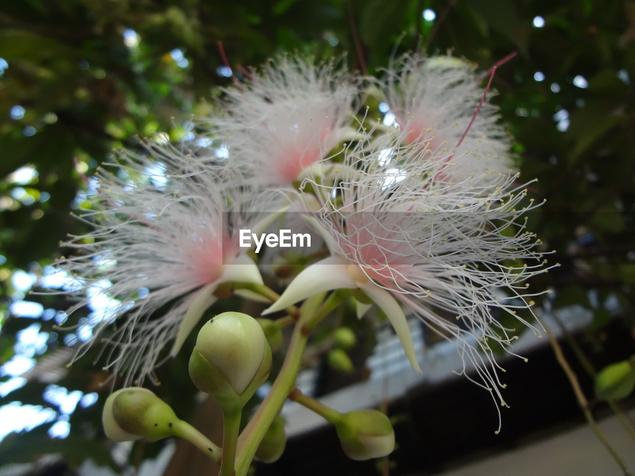 CLOSE-UP OF WHITE FLOWER