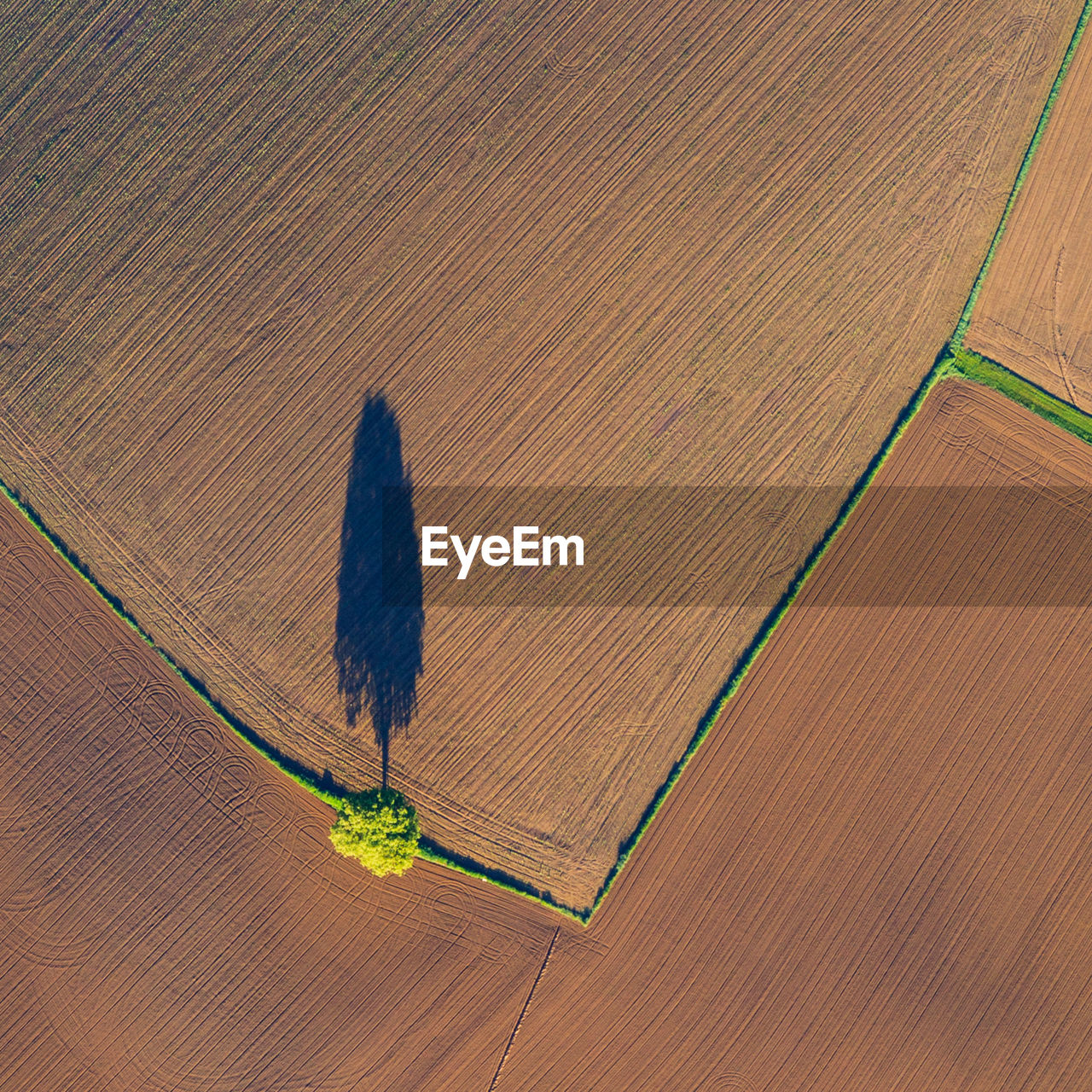 Aerial view of tree on agricultural field