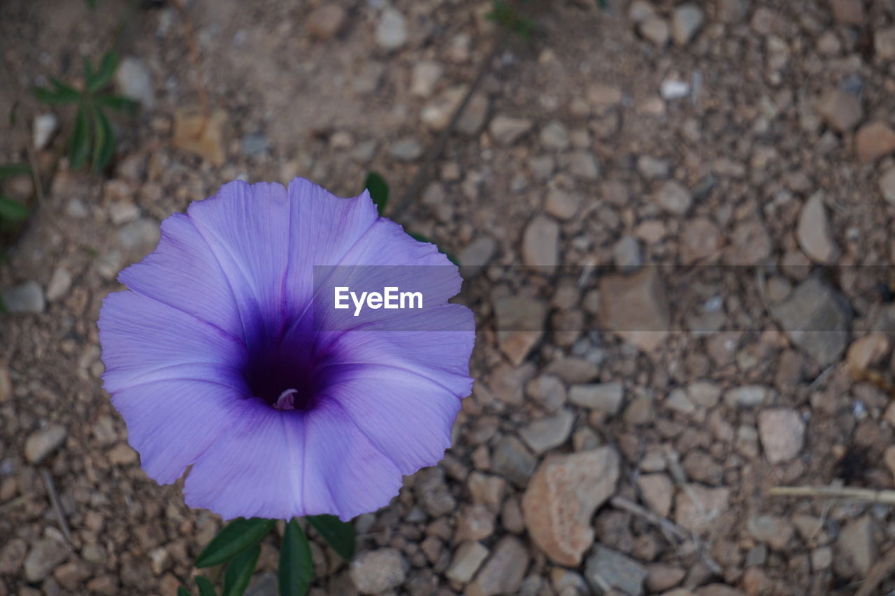 CLOSE-UP OF PURPLE FLOWER BLOOMING