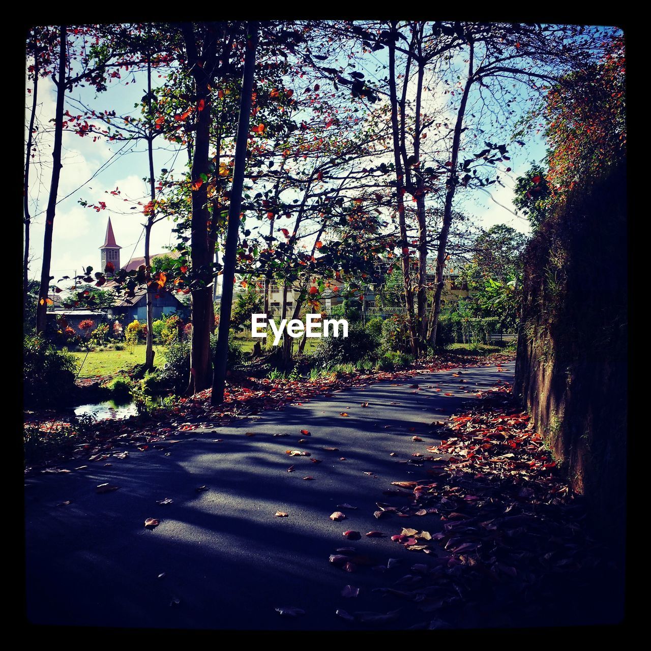 Road amidst trees during autumn