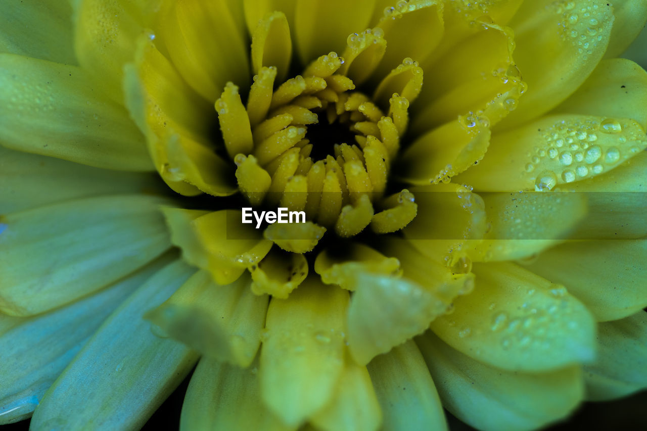 FULL FRAME SHOT OF WATER LILY ON GREEN PLANT