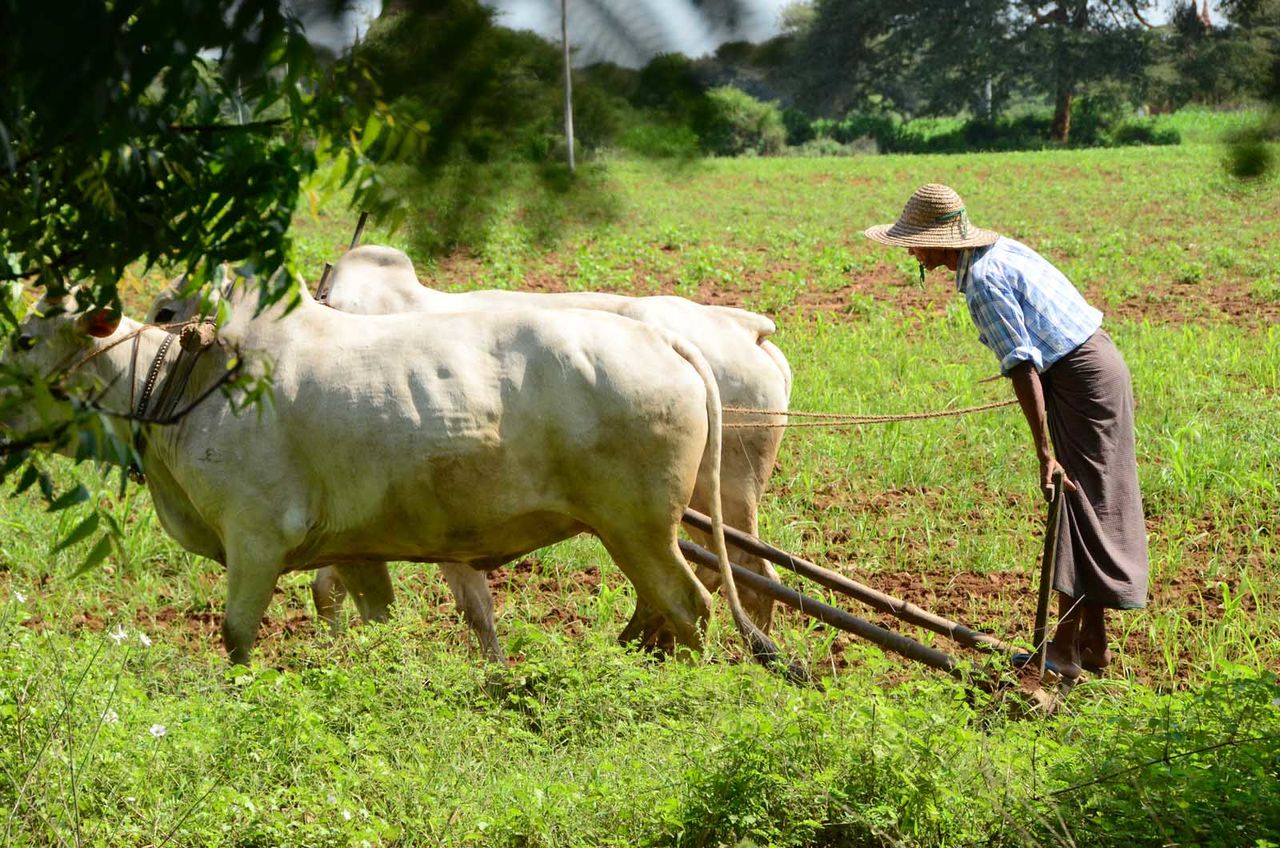 Farmer working in field