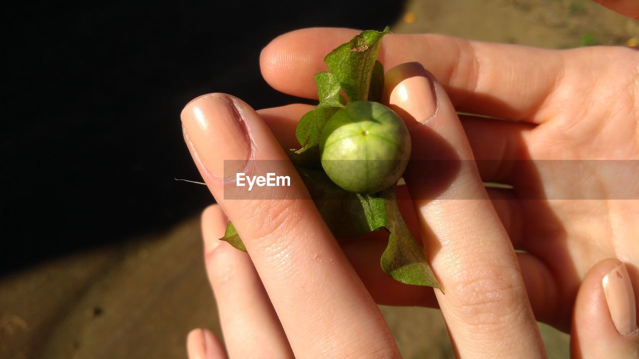 MIDSECTION OF PERSON HOLDING FRUIT