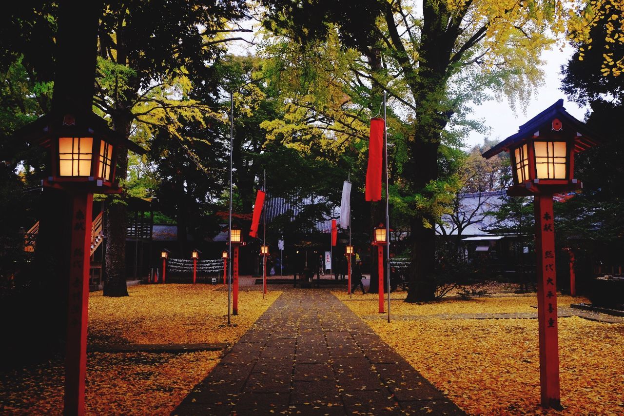 VIEW OF STREET LIGHT AND TREES