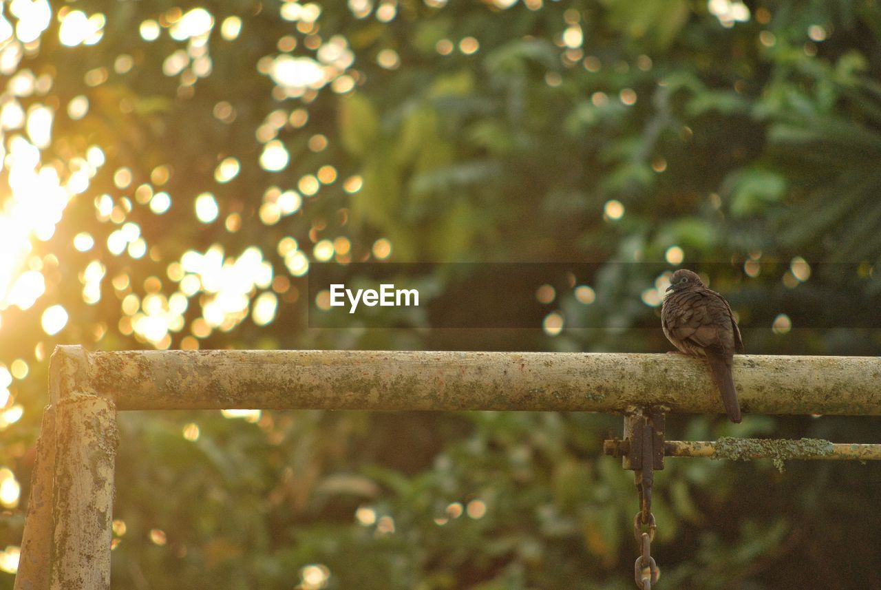 BIRD PERCHING ON A BRANCH