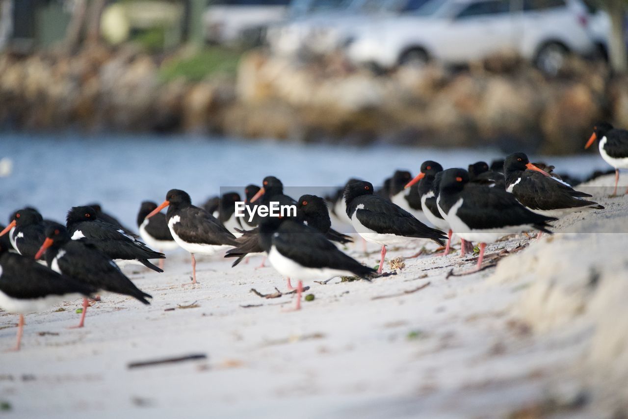 Flock of birds on beach