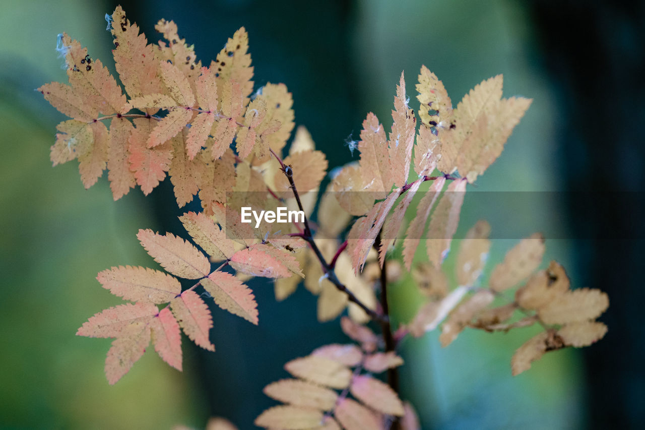 Close-up of maple leaves against blurred background