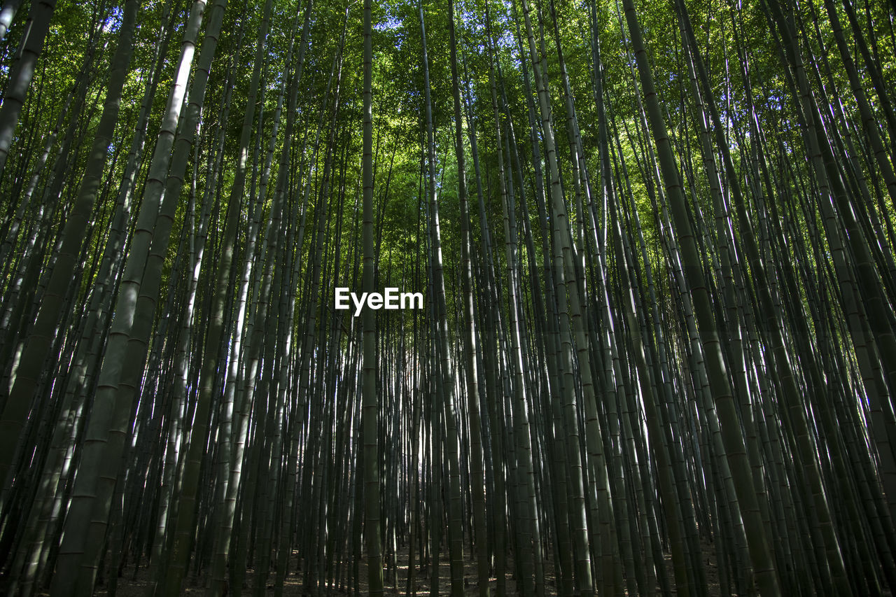 Low angle view of bamboo trees in forest