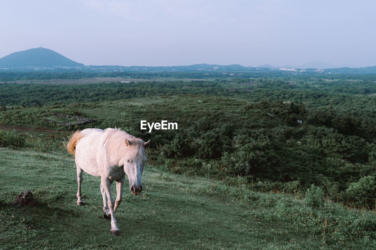 Horse grazing in a field