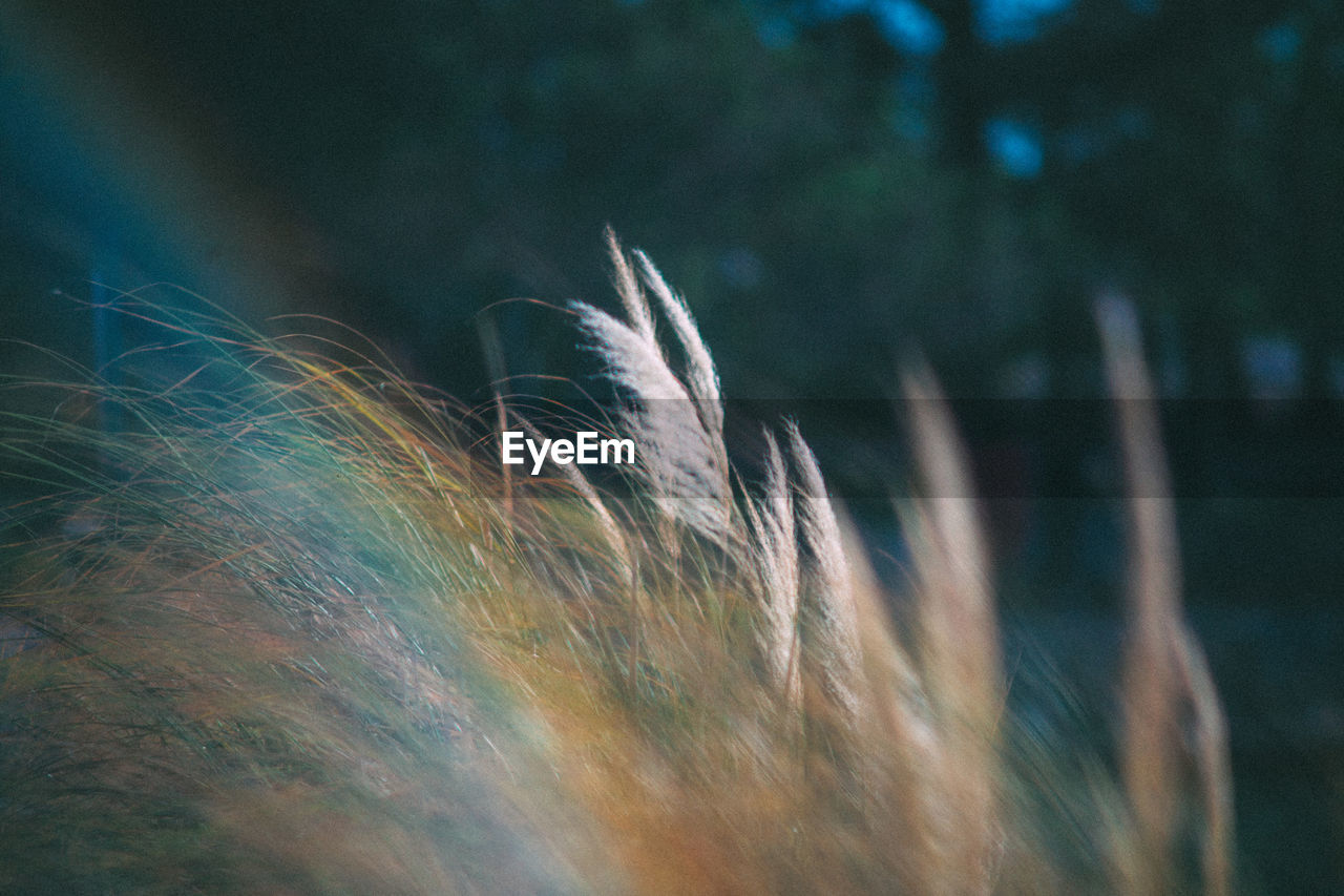 Low angle view of firework display at night