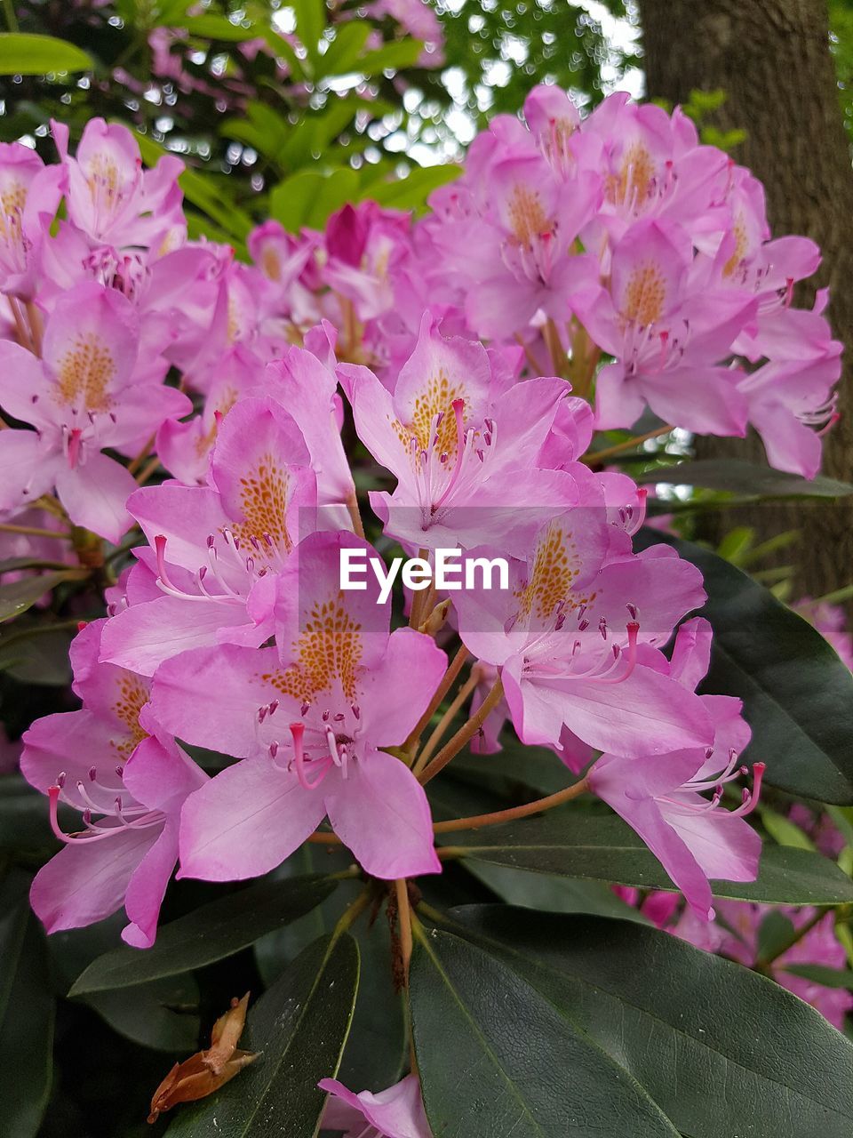 CLOSE-UP OF PINK FLOWERS BLOOMING