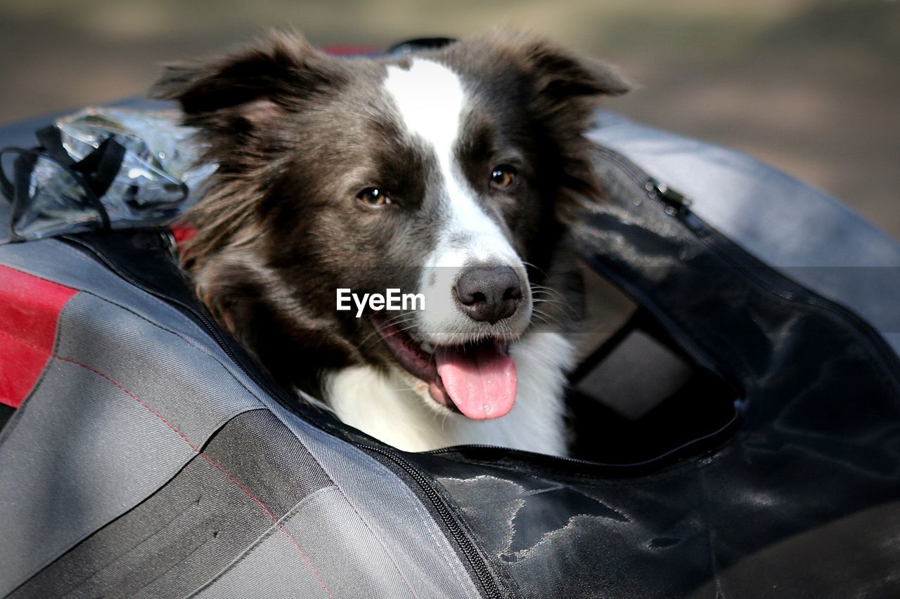 Portrait of dog by car