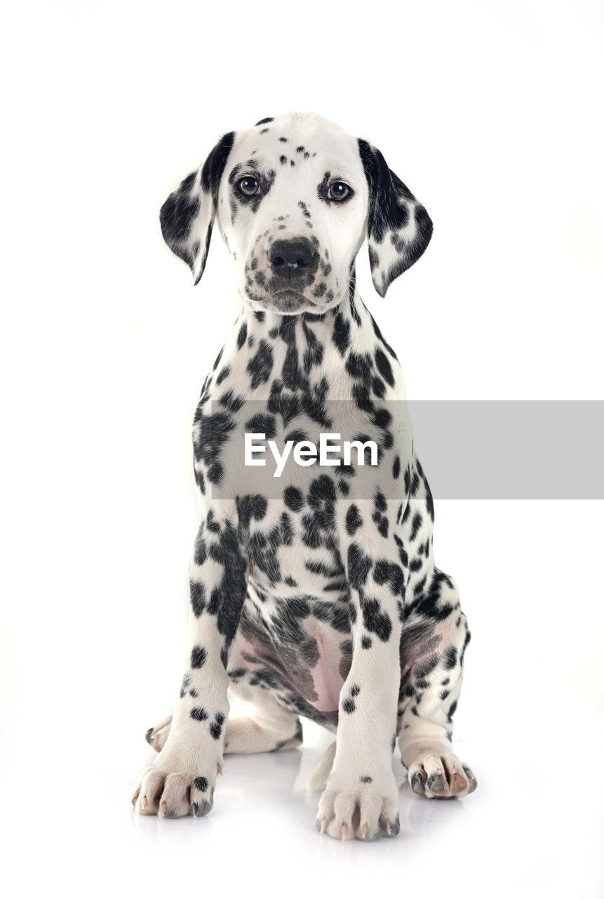 mammal, animal, animal themes, one animal, domestic animals, dalmatian, dog, pet, canine, dalmatian dog, spotted, portrait, cute, carnivore, cut out, sitting, young animal, looking at camera, studio shot, white, purebred dog, animal markings, no people, looking, puppy, indoors