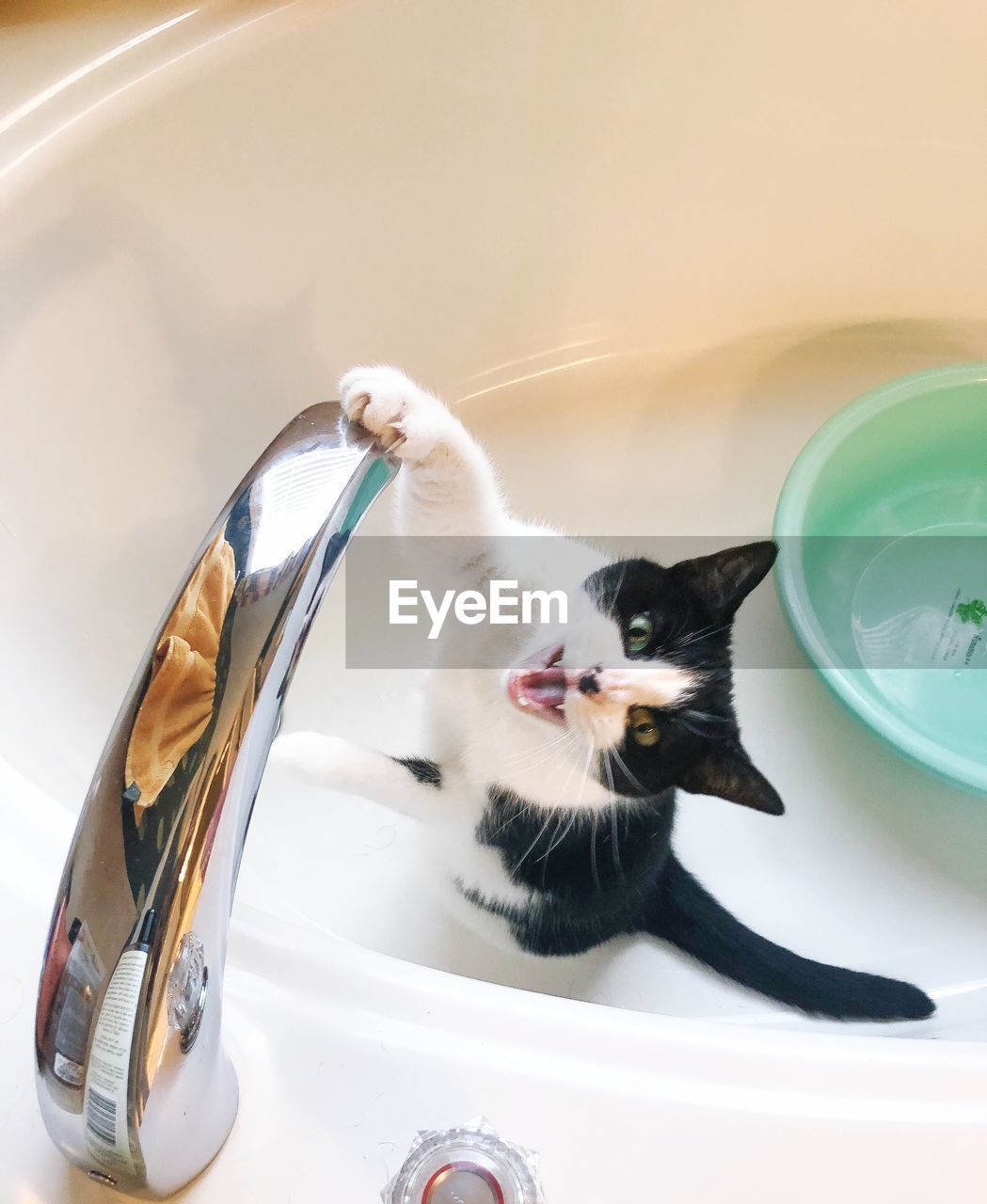 Portrait of a cat drinking water