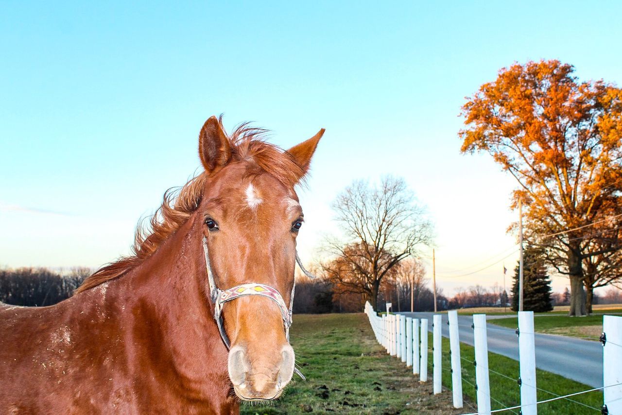 CLOSE-UP OF HORSE ON TREE