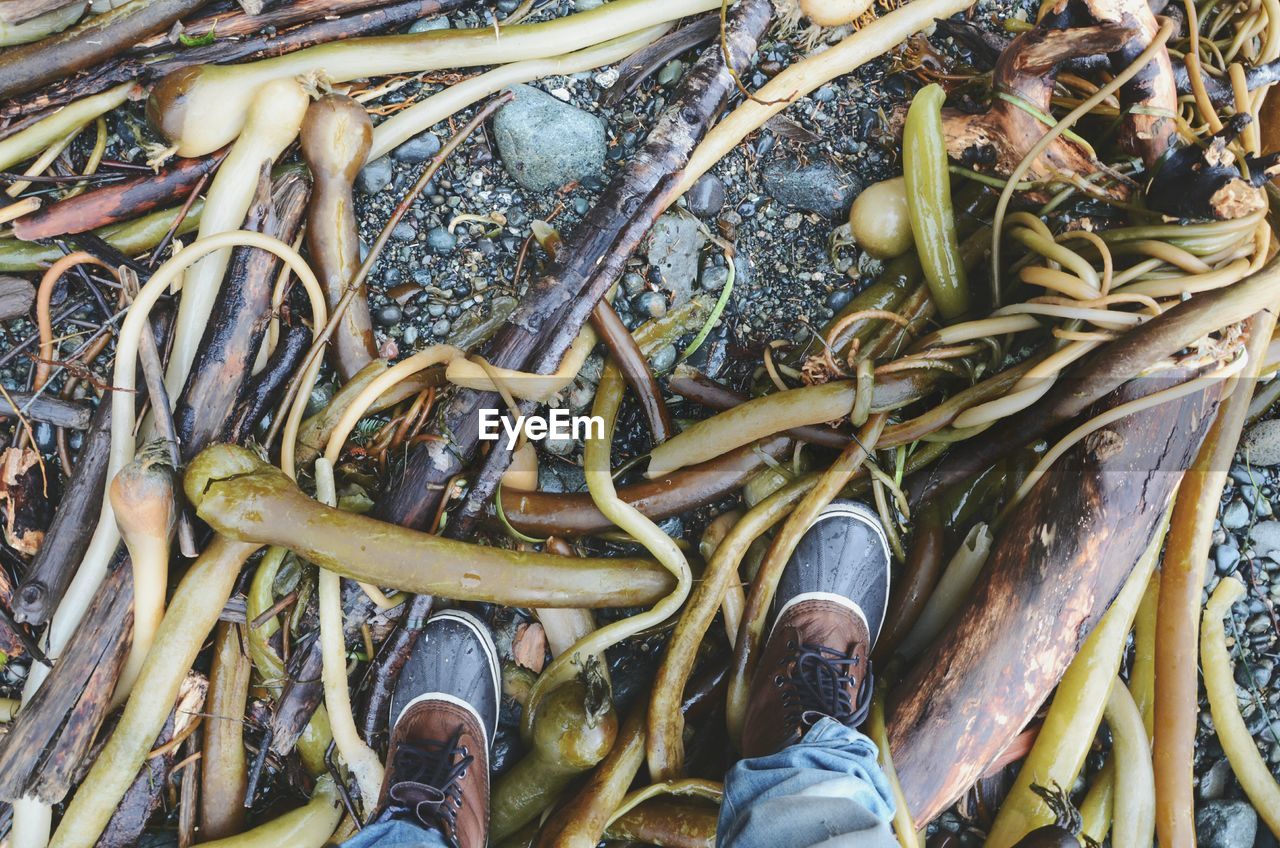 Low section of man standing on roots