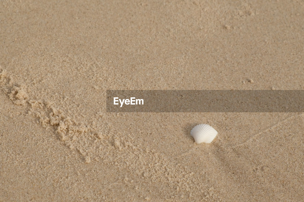 HIGH ANGLE VIEW OF SHELL ON BEACH