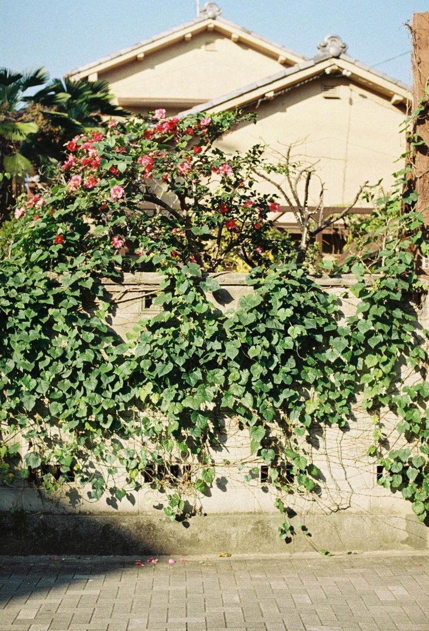 POTTED PLANTS IN THE YARD