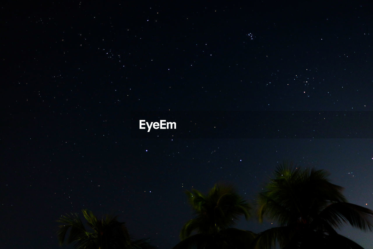 LOW ANGLE VIEW OF PALM TREES AGAINST SKY