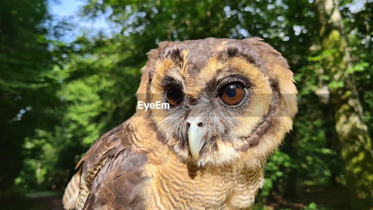 CLOSE-UP OF A BIRD