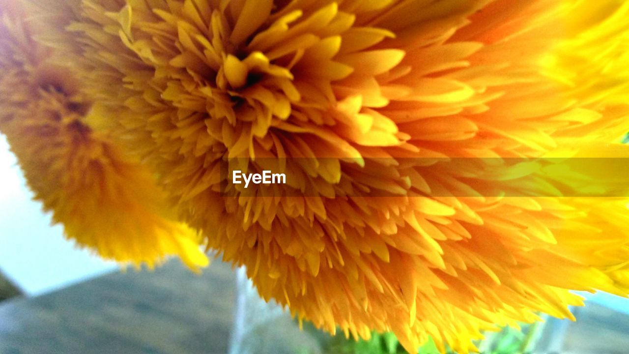 CLOSE-UP OF YELLOW FLOWER IN SUNLIGHT