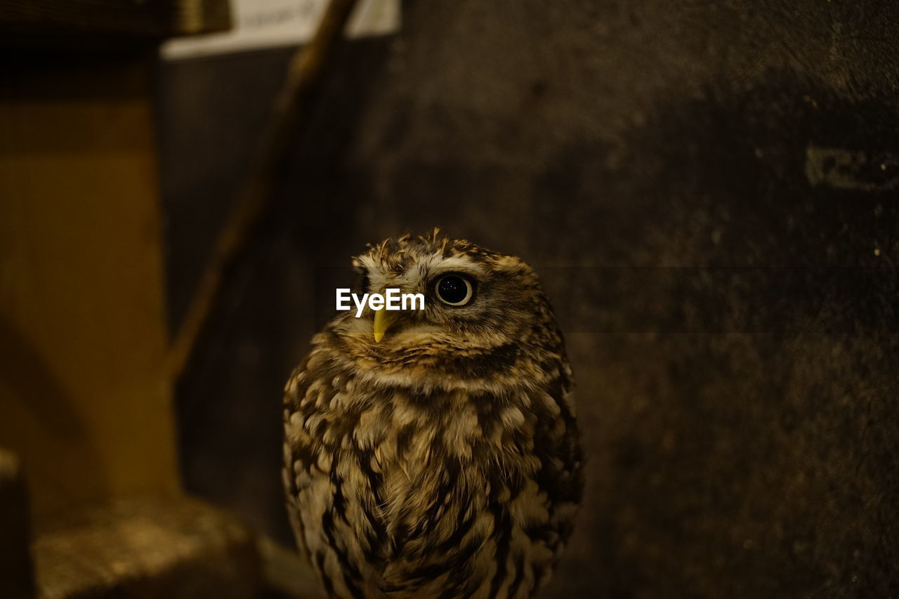 CLOSE-UP PORTRAIT OF OWL