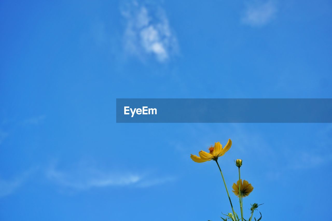 LOW ANGLE VIEW OF YELLOW FLOWER AGAINST SKY