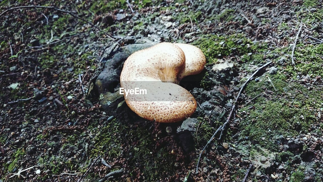 High angle view of mushrooms growing in forest
